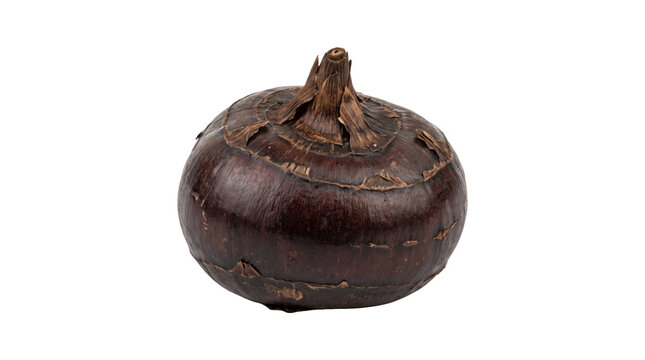 Fresh water chestnut on a transparent background for culinary and botanical use