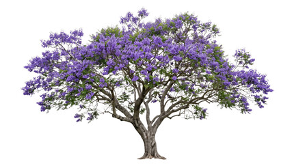 Blooming jacaranda tree with vibrant purple flowers on a transparent background © Valentin