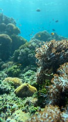 Tropical coral reef with vibrant sea life underwater © Yefona