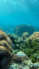 Tropical coral reef with colorful fish and sea anemones underwater © Yefona