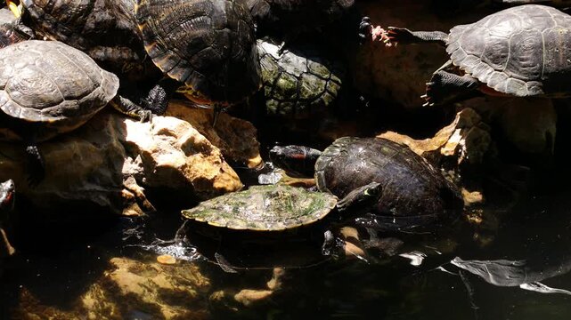 Small wild turtle moving slowly through a natural outdoor habitat, surrounded by grass, soil, stones, and low vegetation. The reptile explores its surroundings at a gentle pace