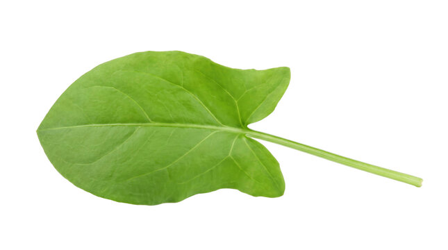 Fresh green spinach leaf on a transparent background