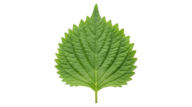 Vibrant green leaf with serrated edges on a transparent background