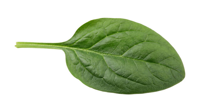 Fresh spinach leaf on a transparent background
