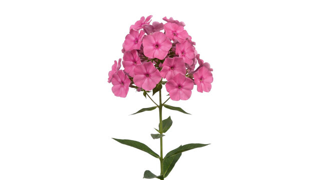 Pink phlox flowers on a transparent background with green leaves and stem