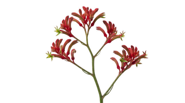 Red kangaroo paw flowers on a transparent background