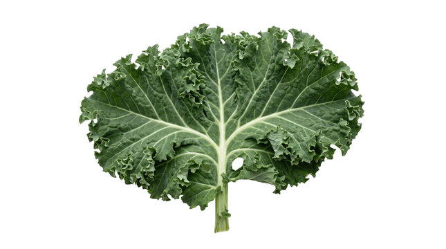 Fresh green kale leaf with curled edges on a transparent background