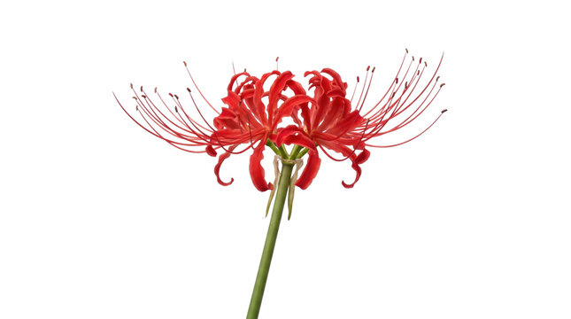 Red spider lily with elegant petals and long stamen on a transparent background