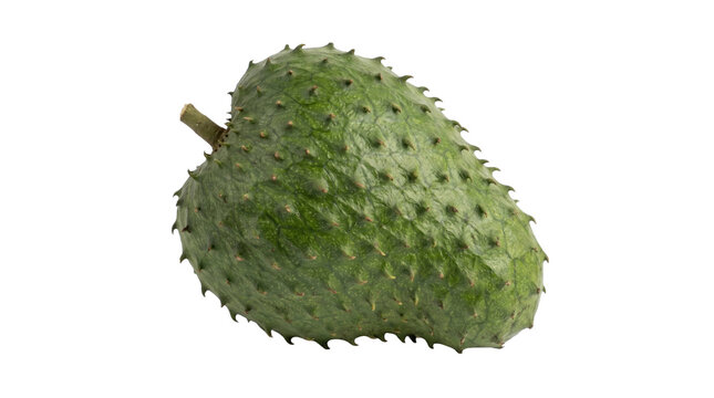 Fresh green soursop fruit with spiky skin on a transparent background
