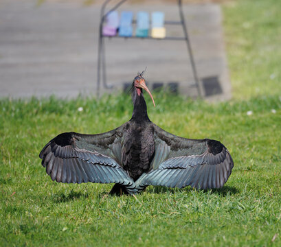 Canailla Northern Bald Ibis, Geronticus eremita