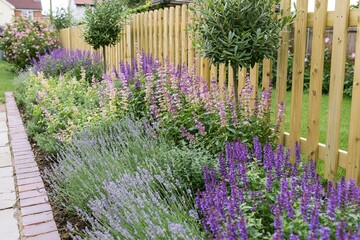 Fototapeta premium The Lavender Border Garden Along a Wooden Fence and Path