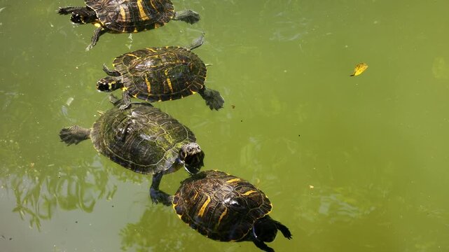 Small wild turtle moving slowly through a natural outdoor habitat, surrounded by grass, soil, stones, and low vegetation. The reptile explores its surroundings at a gentle pace