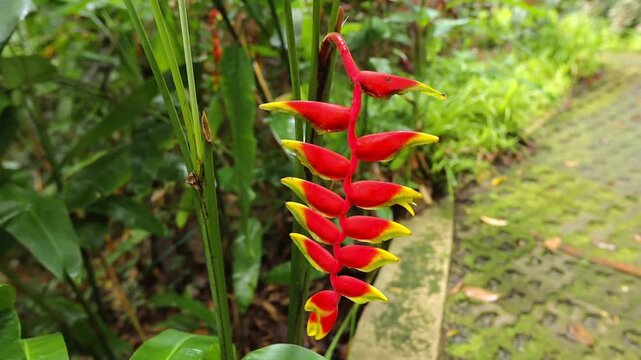 A striking Heliconia rostrata, or Hanging Lobster Claw, showing vibrant red and yellow bracts hanging in a spiral formation against a backdrop of lush green foliage