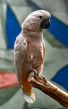 Goffin cockatoo on the branch. Latin name - Cacatua goffiniana	