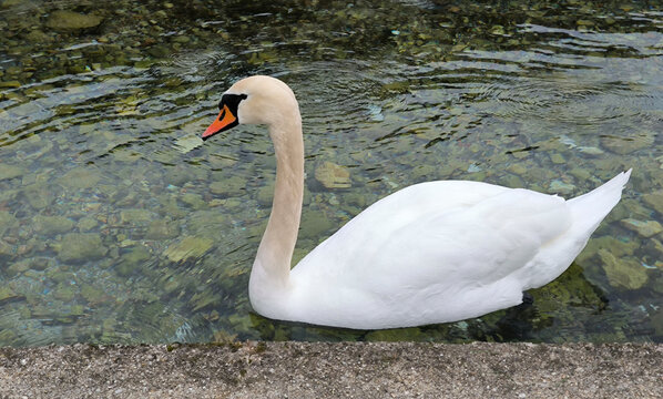 Un cigno nuota placido.