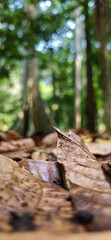 Fototapeta premium Dry curled leaf rising from a forest floor covered with fallen leaves, surrounded by lush green vegetation and soft natural bokeh in a peaceful woodland setting.