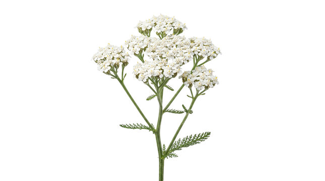 White yarrow wildflower blossoms featuring delicate green stems and clustered petals isolated against transparent background