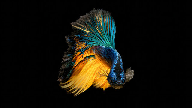 Vibrant Blue and Orange Siamese Fighting Fish with Flowing Fins on Black Background