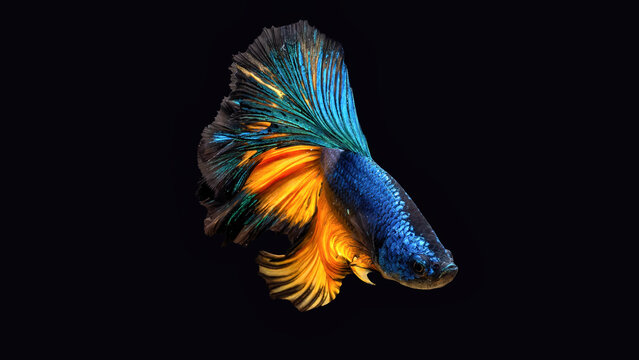 Stunning Blue and Orange Siamese Fighting Fish Isolated on Black Background