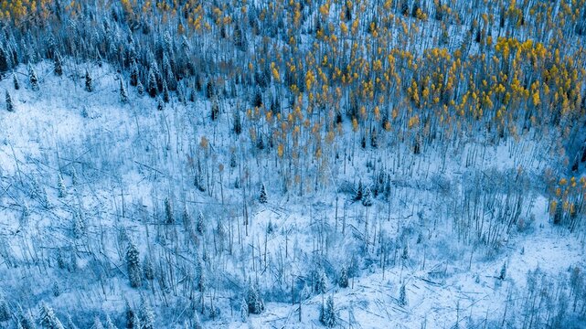 Aerial view of a snow-covered aspen forest with lingering golden autumn foliage and evergreen trees in the Rocky Mountains near Crested Butte, Colorado, United States.