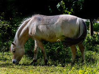 Norwegian fjord horse grazing on the lawn © Mikhail Blajenov