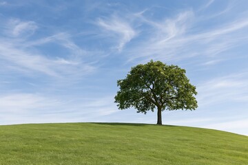 Naklejka premium The Lone Tree on a Green Hill under a Bright Sky