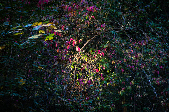 Colorful autumn foliage in forest underbrush, Germany, Bavaria, Augsburg, 6 October 2026