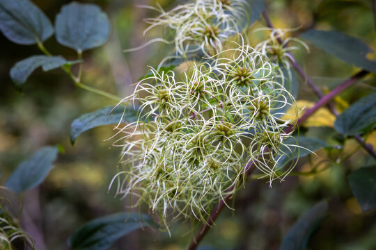Wild clematis seed heads in nature, Germany, Bavaria, Augsburg, 6 October 2026