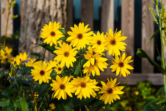 Bright yellow wildflowers in garden setting, Germany, Bavaria, Augsburg, 5 October 2026
