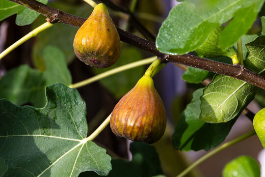 Ripe fig fruits on branch with green leaves, Germany, Bavaria, Augsburg, 5 October 2026