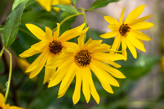 Bright yellow wildflowers with green leaves, Germany, Bavaria, Augsburg, 5 October 2026