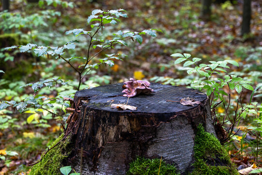 Wild Mushroom Growing on Tree Stump in Forest, Germany, Bavaria, Augsburg, 5 October 2026