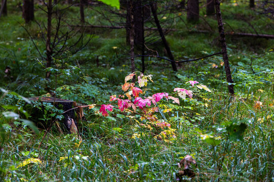 Colorful autumn plant in forest undergrowth, Germany, Bavaria, Augsburg, 5 October 2026