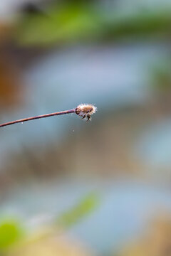 Close-up of dry wildflower seed head on slender stem, Germany, Bavaria, Augsburg, 30 September 2026