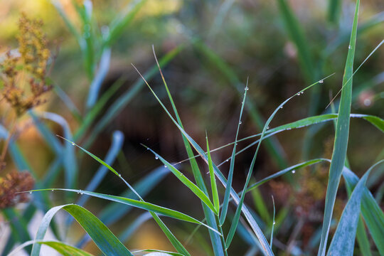 Close up of grass blades with dew drops in natural environment, Germany, Bavaria, Augsburg, 30 September 2026