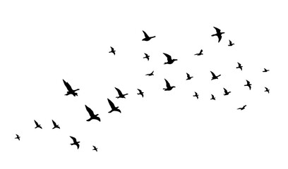 Distant flying bird flock silhouettes, tiny migratory bird swarm in sky isolated on white background vector © Bright Sun