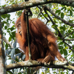 Ein Orang-Utan Männchen auf einem Baum sitzend in der Seitenansicht © HPE