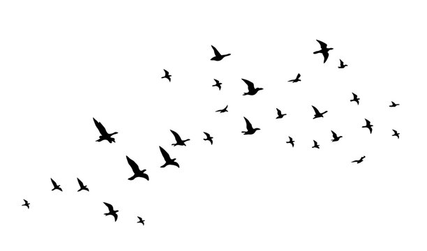 Distant flying bird flock silhouettes, tiny migratory bird swarm in sky isolated on white background vector