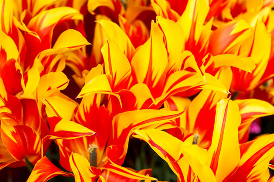 Tulipa &lsquo;Monsella&rsquo; in a public garden in Arundel, West Sussex, UK