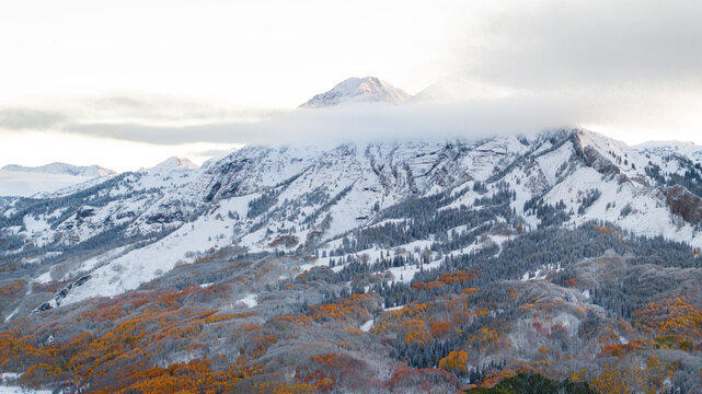 Aerial view of snow-covered Marcellina Mountain and Ruby peaks above a forest of golden aspen trees dusted with early autumn snow in Kebler Pass, Crested Butte, Colorado, United States.