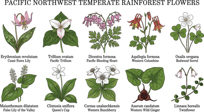 Pacific northwest temperate rainforest flowers erythronium revolutum trillium ovatum dicentra formosa botanical chart