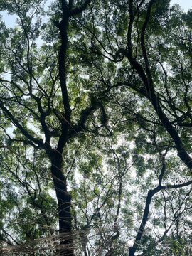 Low angle view of big tall green trees with lush foliage canopy against bright sky. Scenic natural background of branches and dense leaves in tropical forest or park on a sunny day concept