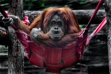Bornean orangutan female in the hammock.  Pongo pygmaeus abelii  © Mikhail Blajenov