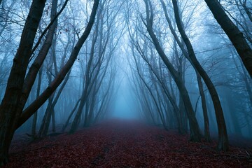 Fototapeta premium The Misty Forest Path Under Blue Fog Through Arching Trees