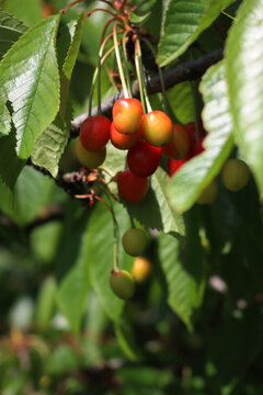 Close-up of unripe yellow and red cherry fruits on branches. Prunus avium tree 