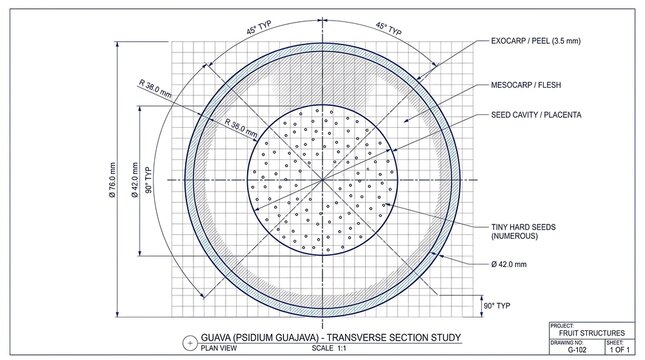 Guava transverse section study blueprint