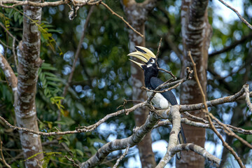 Oriental Pied Hornbill (Anthracoceros albirostris) perched on a tree branch in nature. High-quality wildlife photography in Thailand. © manoch