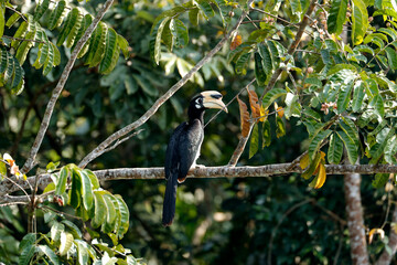 Oriental Pied Hornbill (Anthracoceros albirostris) perched on a tree branch in nature. High-quality wildlife photography in Thailand. © manoch