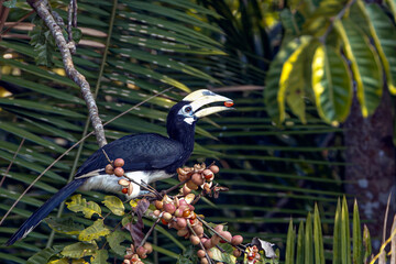 Oriental Pied Hornbill (Anthracoceros albirostris) perched on a tree branch in nature. High-quality wildlife photography in Thailand. © manoch