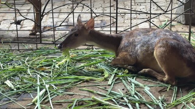 Captive deer chewing green grass, zoo enclosure animal feeding, smooth slow motion 60fps 4K resolution
